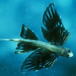 flying-fish_526_600x450